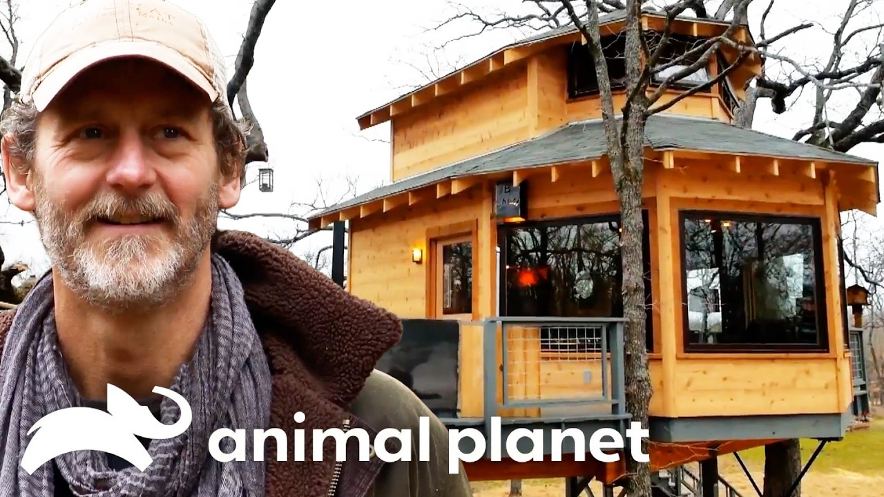 Treehouses We Would Live In | Treehouse Masters | Animal Planet