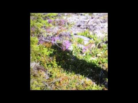 112. Vegard - VeisEnde [01.02.2018]