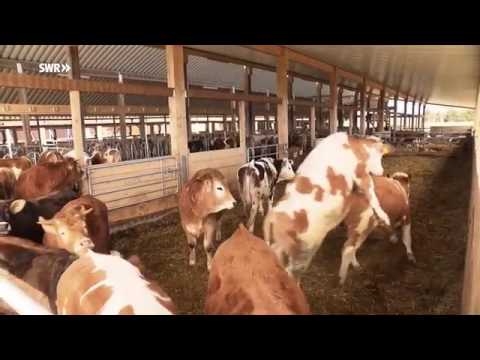Anbinde-Verbot: Streit um das Wohl der Kuh | quer vom BR
