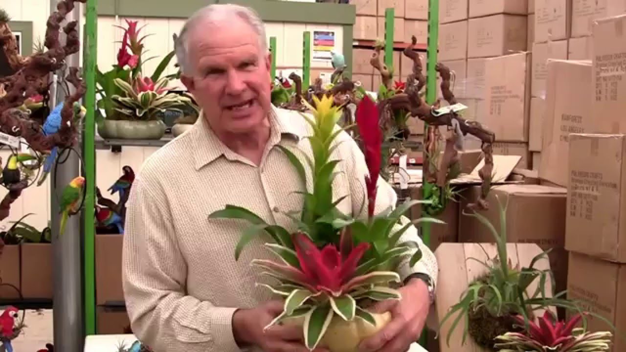Jerry Robinson - Rainforest Flora - Wholesale Product Lines
