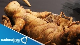 ¿Para que sirve la Mandragora? / Mandragora, planta mágica