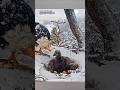 Eagle Mom Protects Chicks from Heavy Rain, Winds, Snow