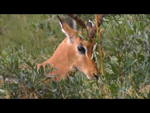 Safari Live : Male Impala Sparing with a Bush prepping for Rutting Season April 12, 2018
