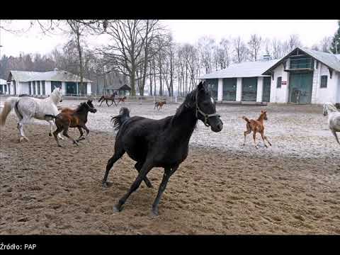 "Rz": Wpompują miliony w stadninę w Janowie Podlaskim.