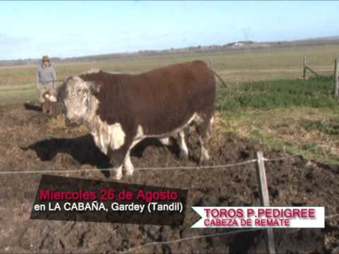 Toros P.P. Remate de Cabaña Los Ceibos - Miércoles 26 de Agosto de 2015.