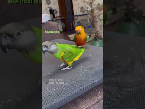 🦜🤸‍♀️ 🎥: pus_pupusya (IG), #shorts