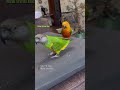 🦜🤸‍♀️ 🎥: pus_pupusya (IG), #shorts