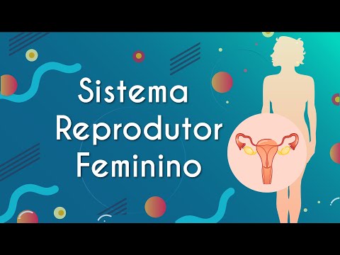 Female Reproductive System - Brasil Escola