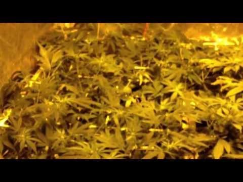 DWC hydro/VEG , Flood n drain Flower, 600 watt 4x4 scrog