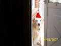 Christmas is going to the dogs 