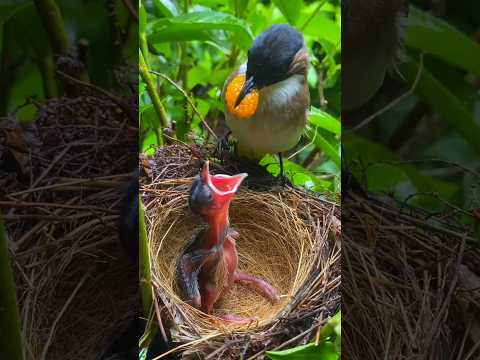 चिंटू को खिलाया अंगूर ~mini wood toy-woodworking art skill /wood / hand crafts/ #gamtng