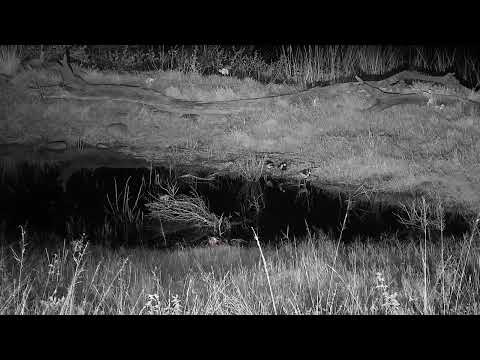 Djuma: Three Blacksmith Lapwings and a Scrub Hare at the old pan - 20:17 - 05/08/2023