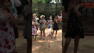 Clapping at Flamingo bird show-off - united states of America zoo