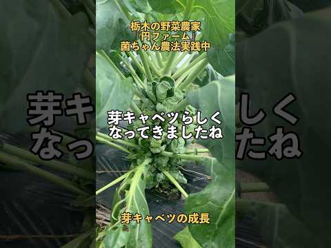 芽キャベツは生で食べられますか? 植物