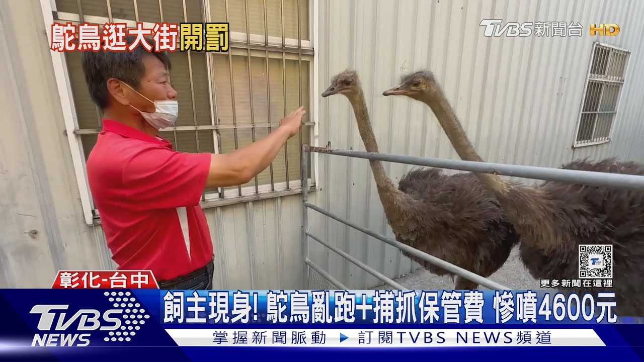 飼主現身！鴕鳥亂跑加捕抓保管費　慘噴4600元