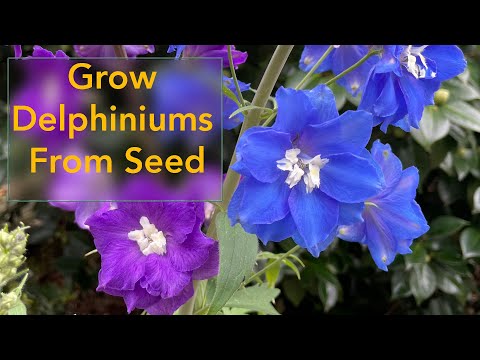How to Grow Delphinium Flowers From Seed - From Planting Seed to Flowering Delphinium Plant