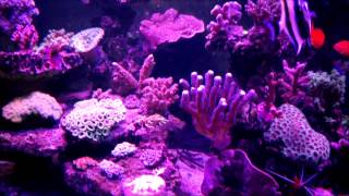 preview picture of video 'Sunset in our 7 months mixed reef'