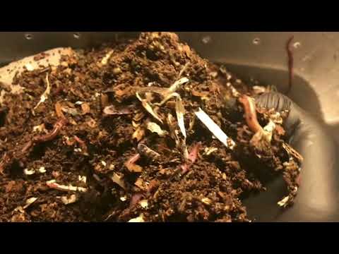 European Night Crawlers and Harvest Method