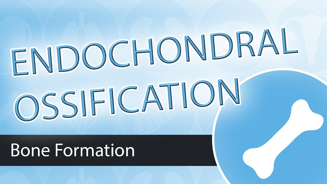 Endochondral Ossification