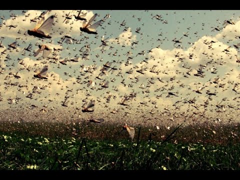 Nuvens de Gafanhotos estão devorando a vegetação da África