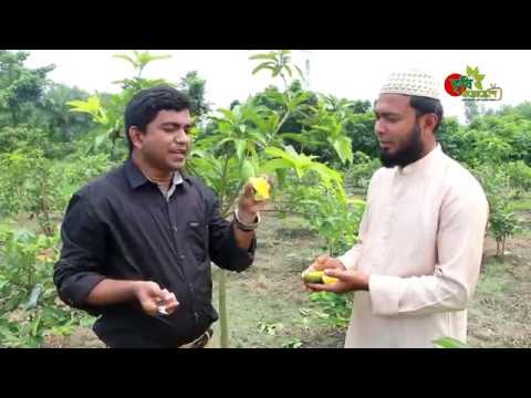 থাই বারোমাসি আম-বাংলাদেশেঃ৫ বিঘার মিশ্র ফলের বাগানে বছরে আয় ১২ লাখ টাকা