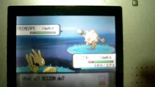 Shiny Pokemon Primeape on route 226