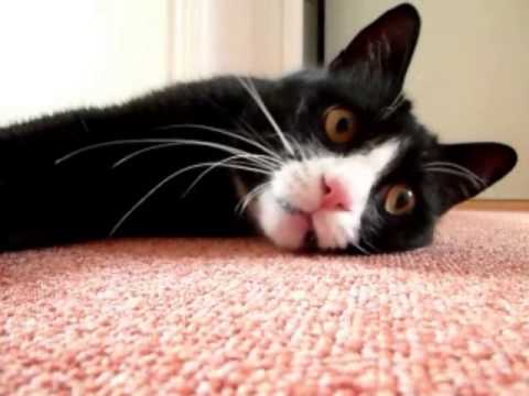 pourquoi un chat ronronne