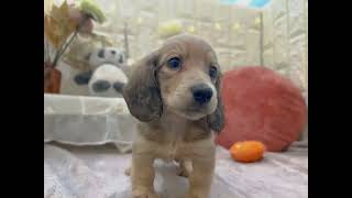 ミニチュアダックスの動画01