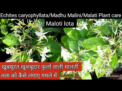 Echites caryophyllata,madhu malini,malati plant care, Best fragrant flower,Best scented flower plant