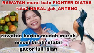 Download lagu SUCCESS... DAILY CARE FOR HIGH FIGHTER Murai Batu, gacor, unloading the contents during CONTEST mp3 Download lagu SUCCESS... DAILY CARE FOR HIGH FIGHTER Murai Batu, gacor, unloading the contents during CONTEST mp3