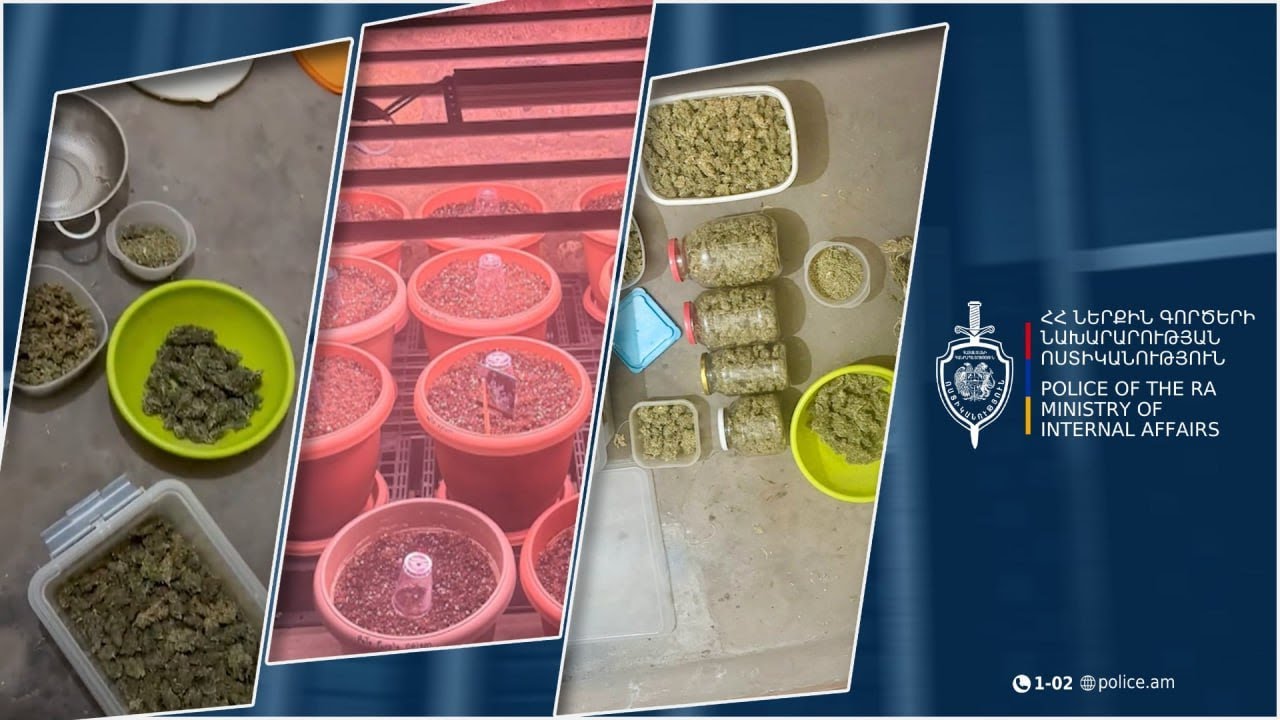 Հայտնաբերվել է լաբորատորիա, ապօրինի շրջանառությունից հանվել 6 կիլոգրամից ավելի մարիխուանա․ Երևանի քրեական ոստիկանների բացահայտումը