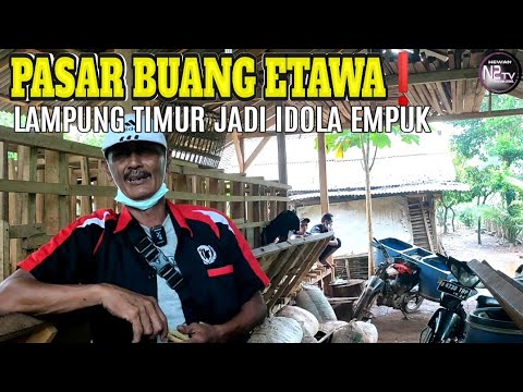 , title : 'Empuknya Jual Kambing PE Ke Lampung Timur'