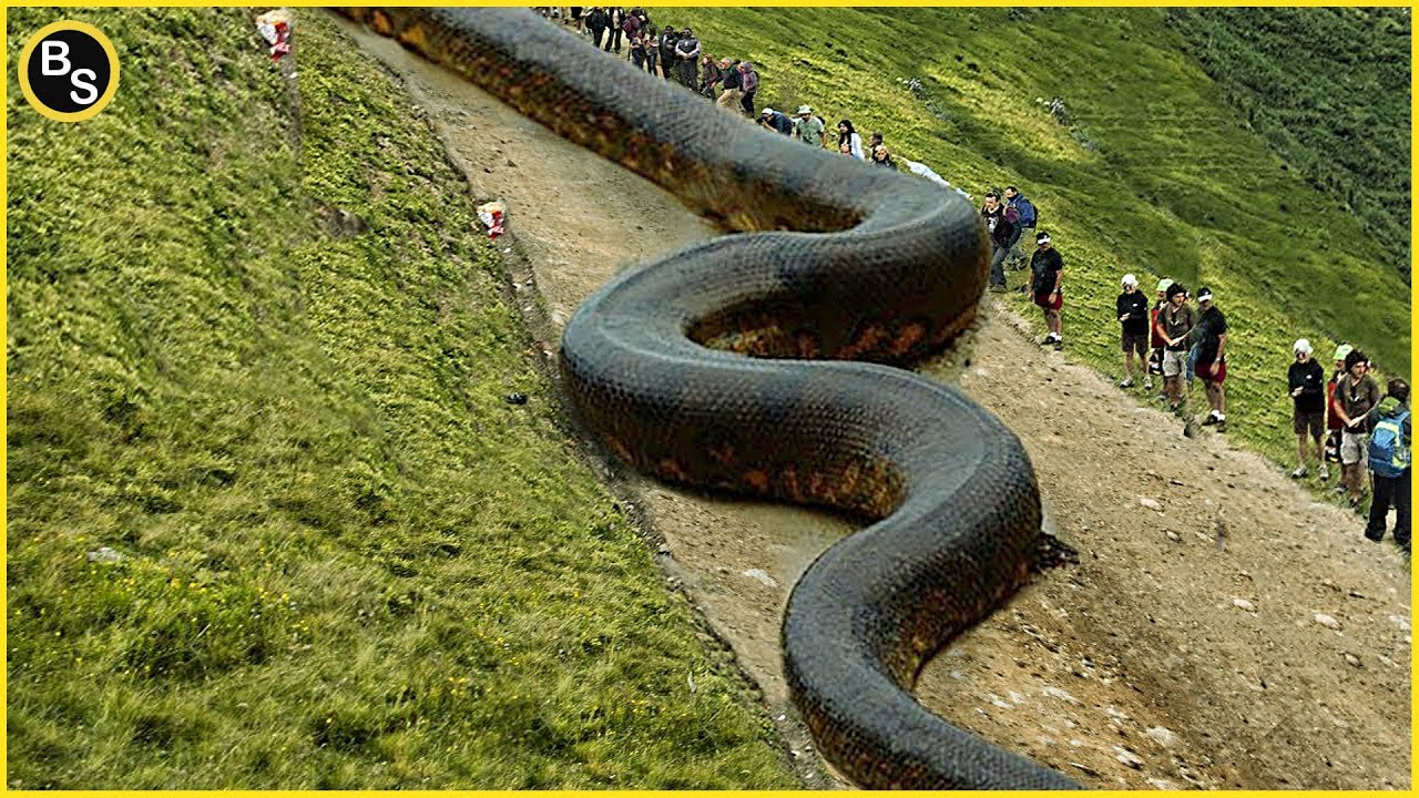 Worlds Biggest Vigana
