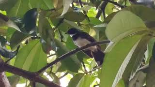 Download lagu Suara Pikat Burung Murai Gila, Burung Kipasan, Murai Cawan mp3