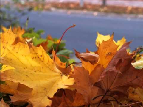 Tam gdzie są łąki zielone