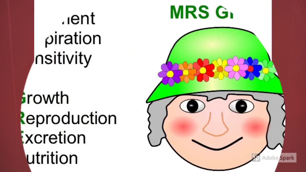 Life Processes - Year 3 Topic