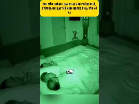 [P.1] Con Mèo Hoảng Loạn Chạy Vào Phòng Chủ, Camera Ghi Lại Thứ Kinh Hoàng Phía Sau Nó