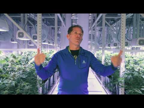 download lagu mp3 mp4 Vertical Cannabis Grow Systems, download lagu Vertical Cannabis Grow Systems gratis, unduh video klip Vertical Cannabis Grow Systems