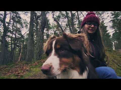 Psi przewodnik - pozytywne szkolenia psów, wychowanie, behawiorystka, socjalizacja.