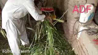 preview picture of video 'Silage masheen new 2018 in aqib dairy faram rahim yar khan'