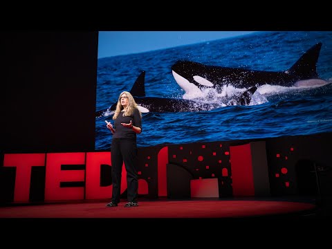 Grief and love in the animal kingdom