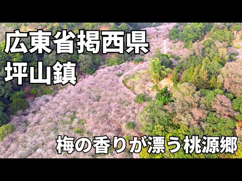 [Viagem à China] Região inexplorada! No interior do condado de Jixi, na parte oriental da província de Guangdong, havia um bosque de ameixeiras extremamente bonito e poderoso.