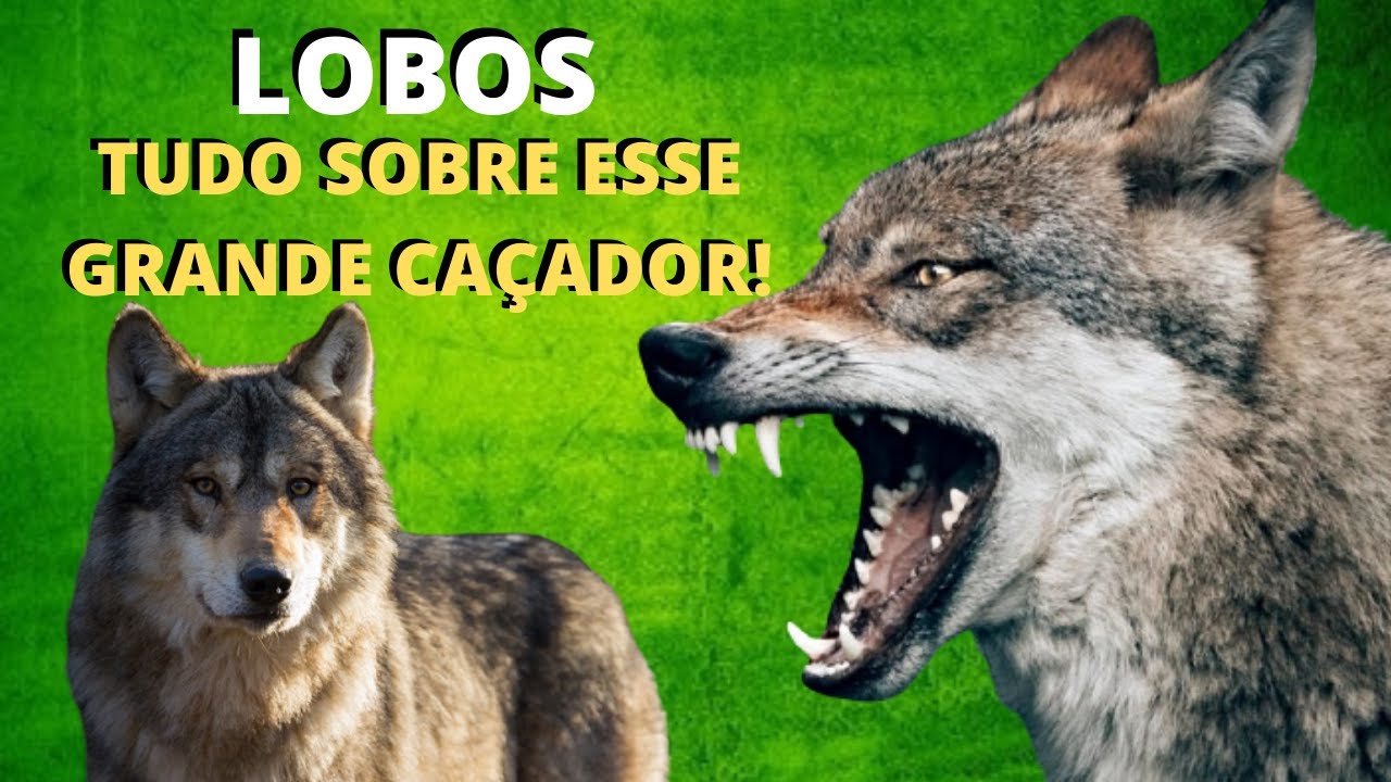 LOBOS! UM DOS ANIMAIS MAIS FANTÁSTICOS DO MUNDO! UMA ESPÉCIE BASTANTE TEMIDA E TAMBÉM MUITO ADMIRADA