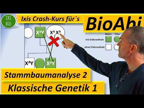 Klassische Genetik 2 Stammbaumanalyse 2 - Genotypen begründen bei X-chromosomal rezessiven Erbgängen