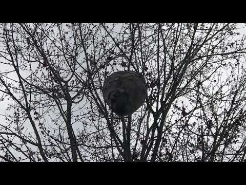 Bald Faced Hornets Nest Way Up in a Tree