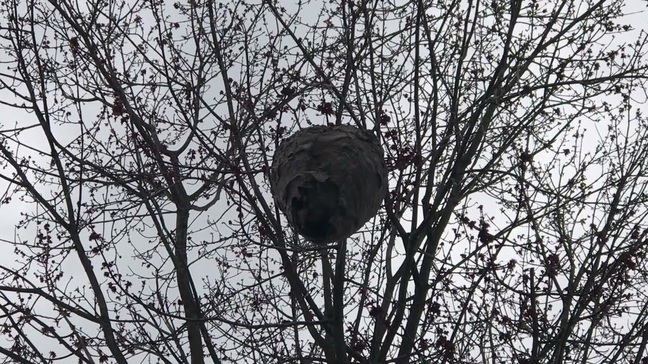 Bald Faced Hornets Nest Way Up in a Tree