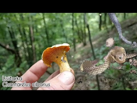 Šumska patrola, sve gljive nađene: Lisičarke, Vrganji, Mlečnice... i zmija 🍄🐍