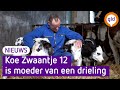 Koe Zwaantje 12 krijgt drieling, 'is in 50 jaar nooit gebeurd'