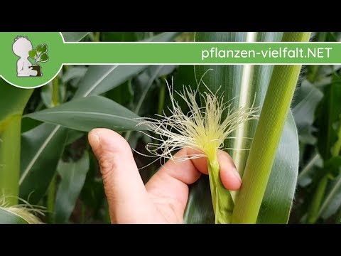 Mais (Kukuruz) - Blüte/Blüten - 07.07.18 (Zea mays) - Feldfrüchte bestimmen