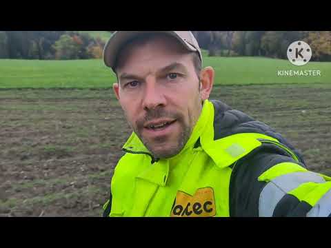 Weizen und Dinkel 3 Wochen nach der Saat / Dammsystem nach Turiel #dammkultur